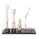 Front Legs of Different Mammals (Mammalia)