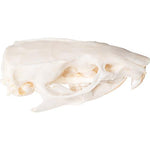Rat Skull (Rattus rattus), Specimen
