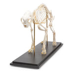 Cat Skeleton (Felis catus), Specimen