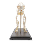 Cat Skeleton (Felis catus), Specimen
