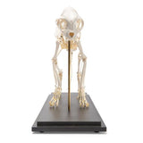Cat Skeleton (Felis catus), Specimen
