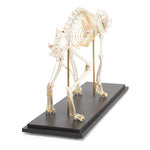 Cat Skeleton (Felis catus), Specimen