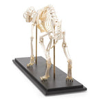 Cat Skeleton (Felis catus), Specimen