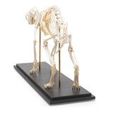 Cat Skeleton (Felis catus), Specimen