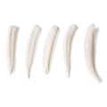 Tooth Types of Different Mammals (Mammalia)