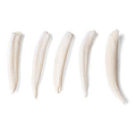 Tooth Types of Different Mammals (Mammalia)