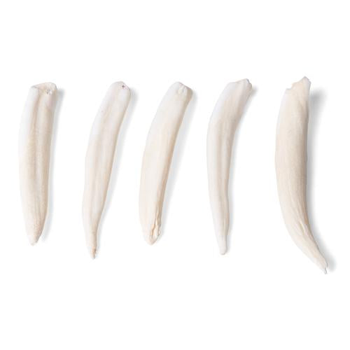 Tooth Types of Different Mammals (Mammalia)