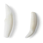Tooth Types of Different Mammals (Mammalia)
