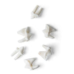 Tooth Types of Different Mammals (Mammalia)