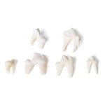 Tooth Types of Different Mammals (Mammalia)