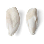 Tooth Types of Different Mammals (Mammalia)