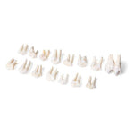 Tooth Types of Different Mammals (Mammalia)