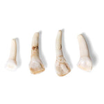 Tooth Types of Different Mammals (Mammalia)