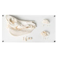 Tooth Types of Different Mammals (Mammalia), Deluxe Version