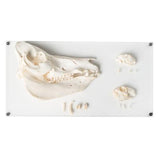 Tooth Types of Different Mammals (Mammalia), Deluxe Version