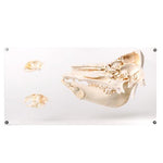 Tooth Types of Different Mammals (Mammalia), Deluxe Version