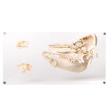 Tooth Types of Different Mammals (Mammalia), Deluxe Version