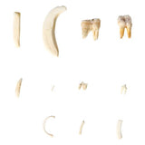 Tooth Types of Different Mammals (Mammalia), Deluxe Version