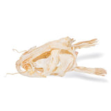 Catfish Head (Silurus glanis), Specimen
