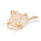 Catfish Head (Silurus glanis), Specimen