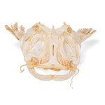 Catfish Head (Silurus glanis), Specimen