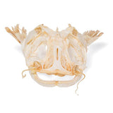 Catfish Head (Silurus glanis), Specimen
