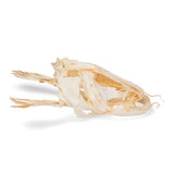 Catfish Head (Silurus glanis), Specimen