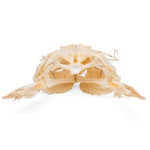 Catfish Head (Silurus glanis), Specimen