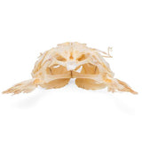 Catfish Head (Silurus glanis), Specimen