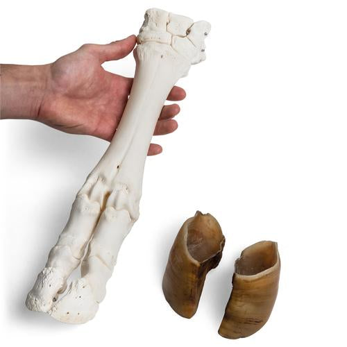 Bovine foot (Bos taurus), specimen