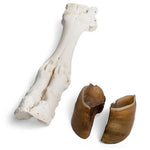 Bovine foot (Bos taurus), specimen