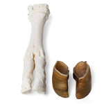 Bovine foot (Bos taurus), specimen