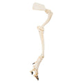 Dog Leg (Canis lupus familiaris), Specimen