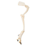 Dog Leg (Canis lupus familiaris), Specimen