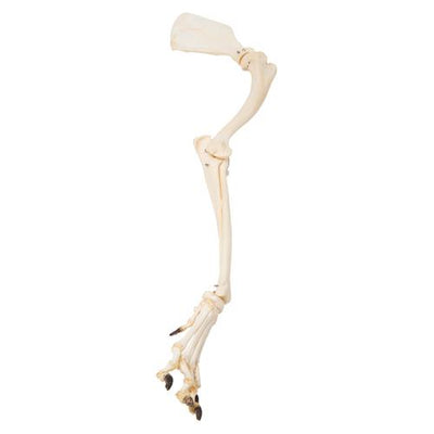 Dog Leg (Canis lupus familiaris), Specimen