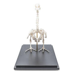 Duck Skeleton (Anas platyrhynchos domestica), Specimen