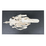 Duck Skeleton (Anas platyrhynchos domestica), Specimen
