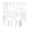 Duck skeleton (Anas platyrhynchos domestica), disarticulated