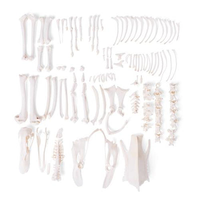 Duck skeleton (Anas platyrhynchos domestica), disarticulated