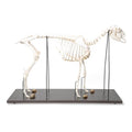 Domestic Sheep Skeleton (Ovis aries), Female, Specimen