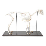 Domestic Sheep Skeleton (Ovis aries), Female, Specimen