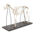 Domestic Sheep Skeleton (Ovis aries), Female, Specimen