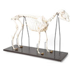 Domestic Sheep Skeleton (Ovis aries), Female, Specimen