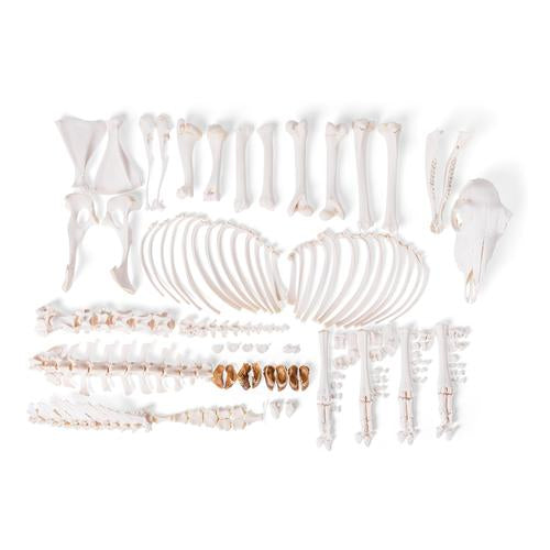 Sheep skeleton (Ovis aries), male, disarticulated