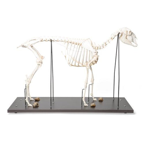 Domestic Sheep Skeleton (Ovis aries), Male, Specimen