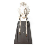 Domestic Sheep Skeleton (Ovis aries), Male, Specimen