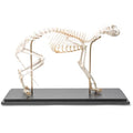 Cat Skeleton (Felis catus), Flexibly Mounted, Specimen