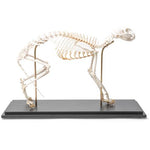Cat Skeleton (Felis catus), Flexibly Mounted, Specimen