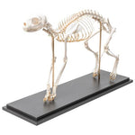 Cat Skeleton (Felis catus), Flexibly Mounted, Specimen