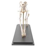 Cat Skeleton (Felis catus), Flexibly Mounted, Specimen